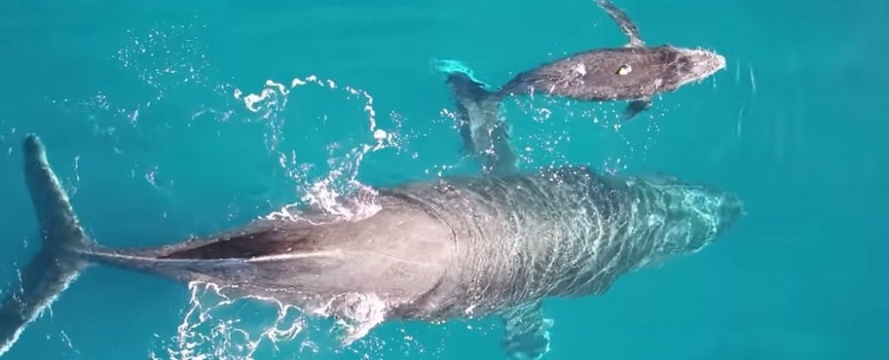  Imágenes únicas de una hembra de ballena jorobada amamantando a su bebé | Video