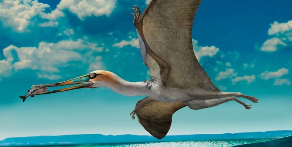  Más grande que sus parientes en Sudamérica: Paleontólogos buscan desentrañar los misterios del pterosaurio chileno