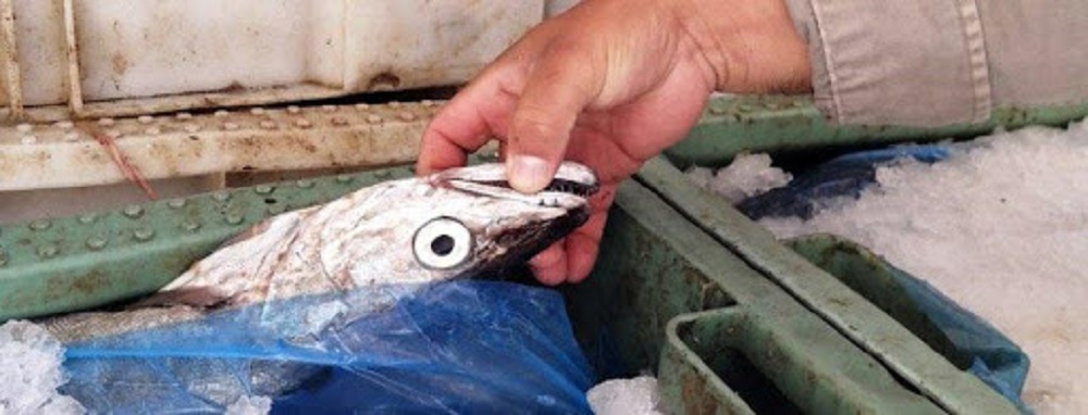  Aumento ilegal de la cuota de merluza austral llega hasta el Tribunal Ambiental