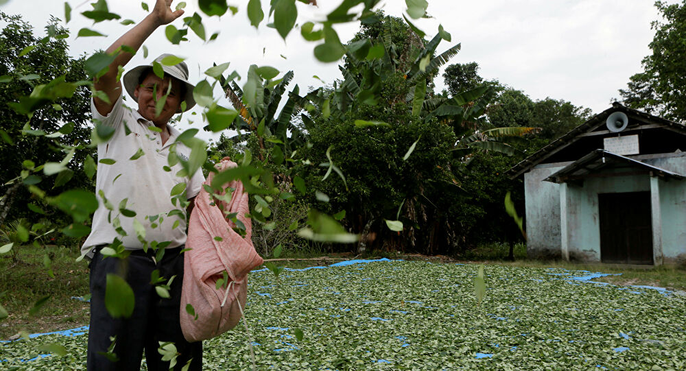  En Colombia se redujeron 9% las hectáreas sembradas con coca entre 2018 y 2019