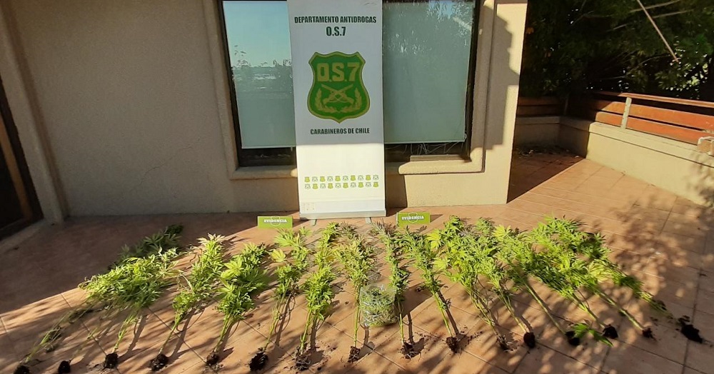  Carabineros de OS7 Concepción encuentran plantación Indoor de Marihuana en San Pedro de la Paz