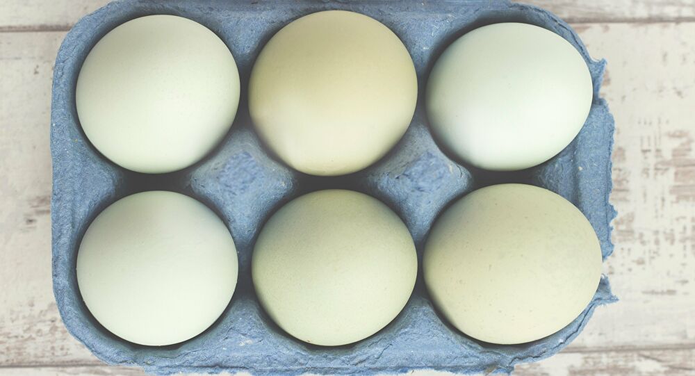  Huevos con antibióticos y gallinas con enfermedades: la industria avícola en México, bajo escrutinio