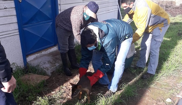 Brigada de Operaciones de Frontel rescata a Pudú ante posible ataque de perros en Cordillera Nahuelbuta