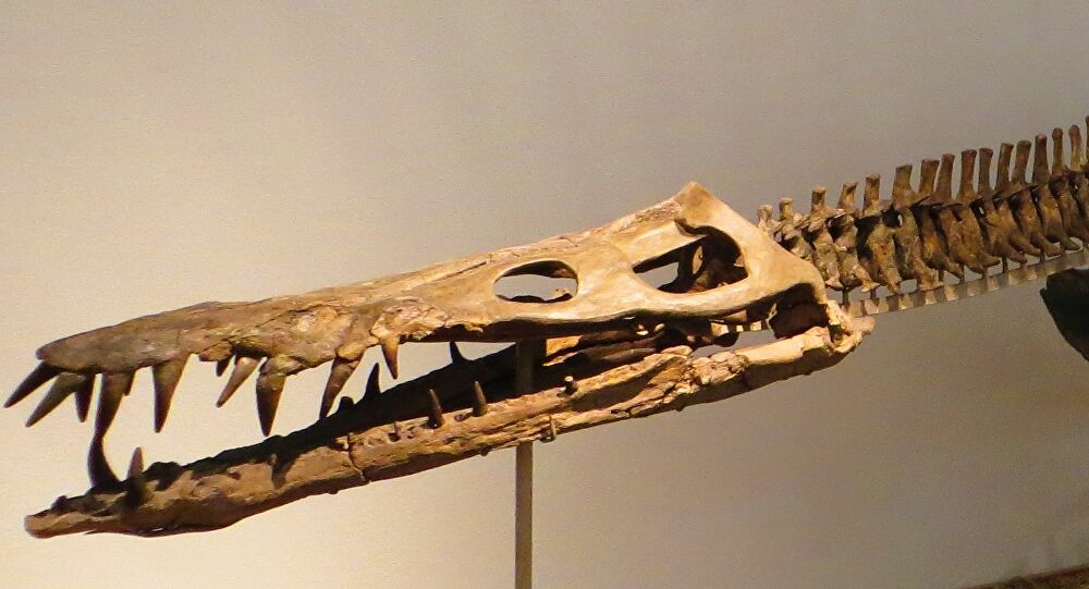  Descubren el animal más mortífero del período Jurásico en Chile | Fotos