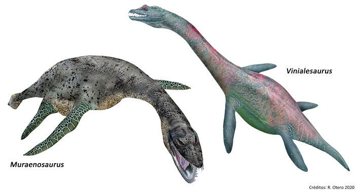  En el desierto de atacama descubren dos géneros de plesiosaurios que habitaron el norte de Chile hace 160 millones de años
