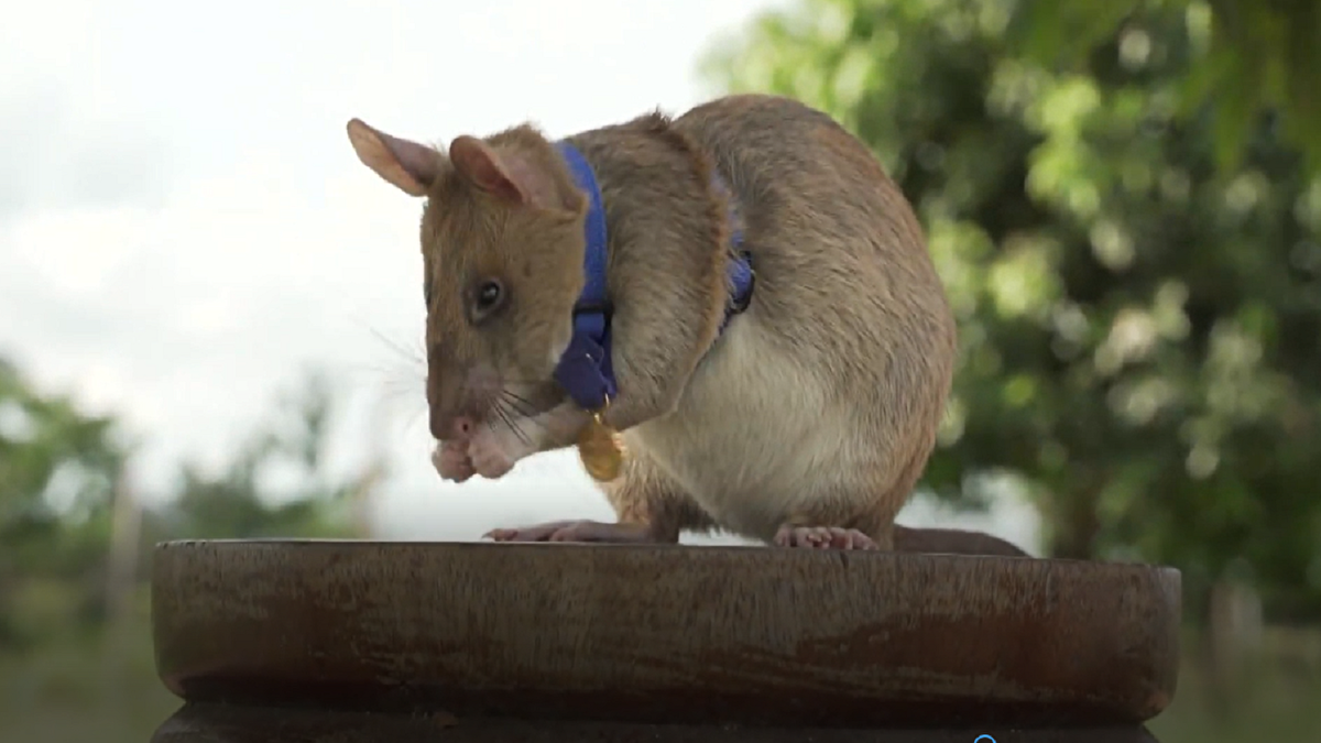  Magawa, la rata gigante condecorada con medalla de oro por detectar más de medio centenar de explosivos en Camboya