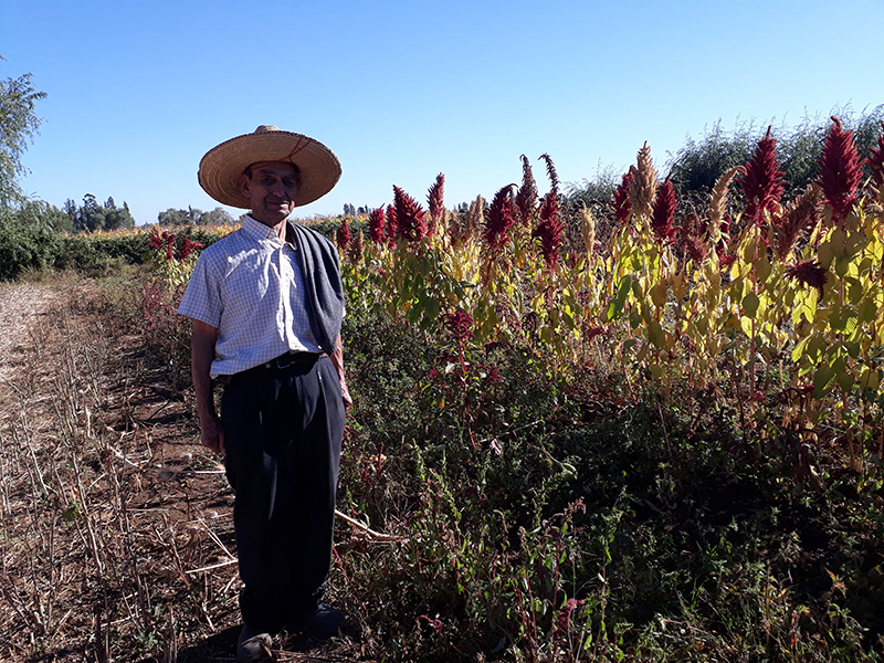  Amaranto: el alimento del futuro ante la mega sequía y el cambio climático