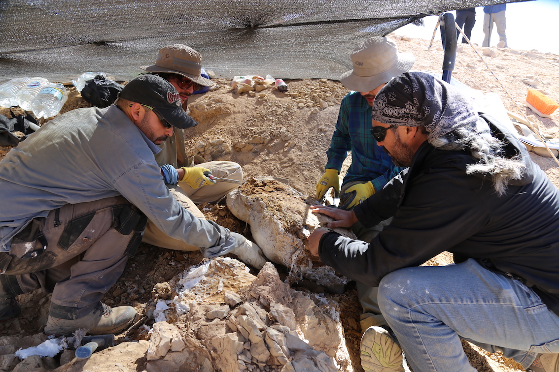 Descubren fósiles de uno de los mayores depredadores marinos del Jurásico en el Desierto de Atacama