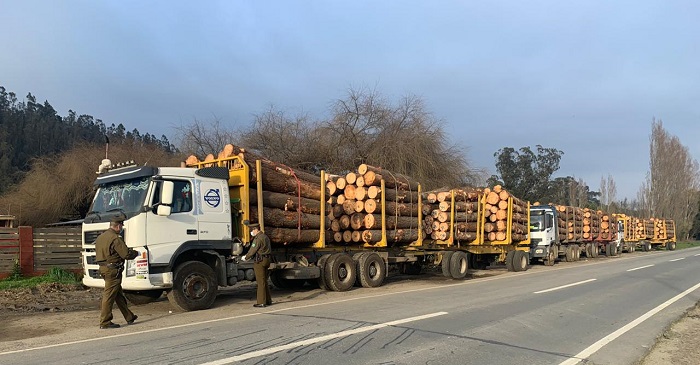  Trabajo coordinado entre Carabineros de Arauco y Curanilahue, permitió incautar 6 camiones que transportaban madera con guías falsas