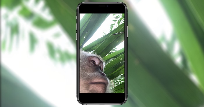  Un mono roba un iPhone y se hace selfis con él