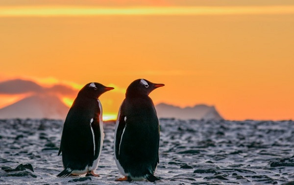  El deshielo antártico revela un misterioso cementerio de pingüinos de Adelia