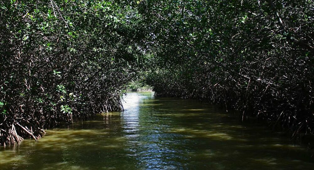  La Justicia de Brasil anula la decisión del Gobierno de eliminar la protección de manglares