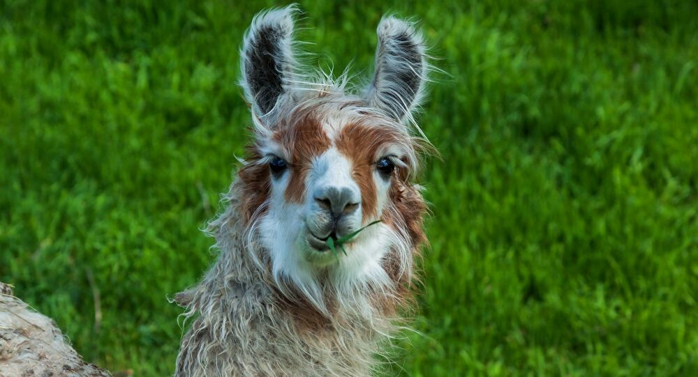 Llamas militares, los curiosos nuevos integrantes del Ejército argentino | Fotos