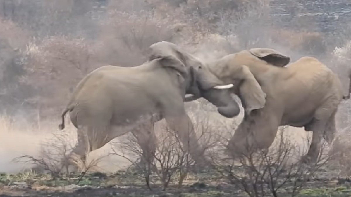 Esto es lo que pasa cuando un elefante muere en una feroz pelea