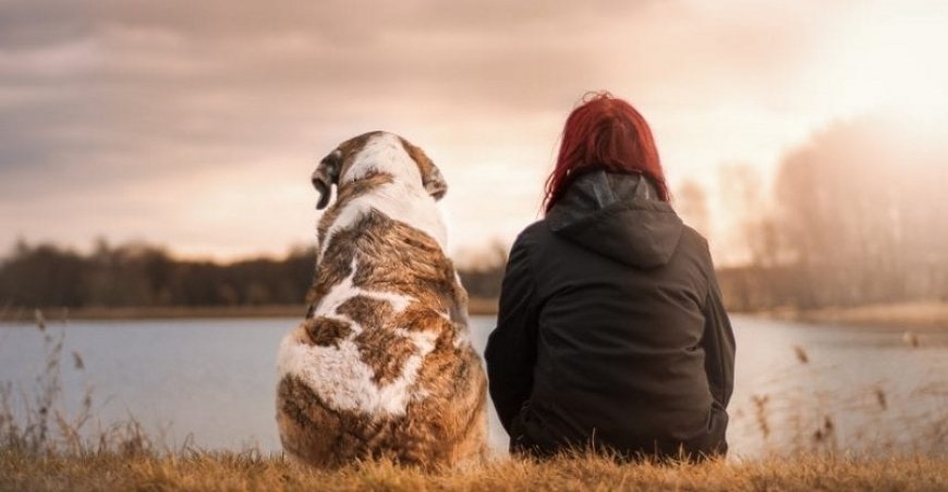  El mejor amigo del hombre | Un nuevo estudio revela cuándo aparecieron las razas caninas