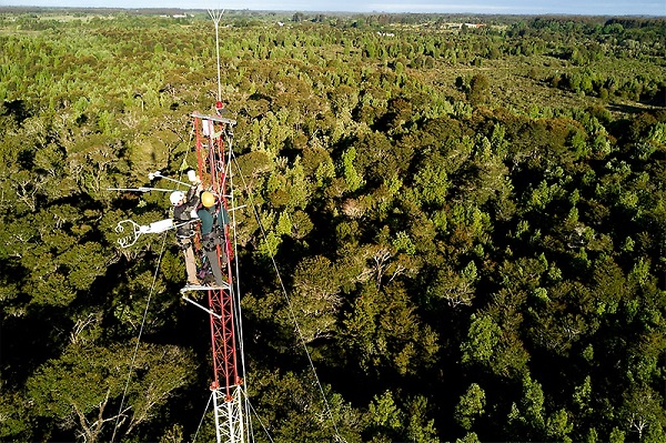 Investigadores explican por qué el bosque patagónico almacena tres veces más carbono por hectárea que la Amazonía