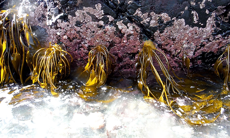  Investigación: Proyecto busca restaurar algas con nuevas cepas resistentes al cambio climático