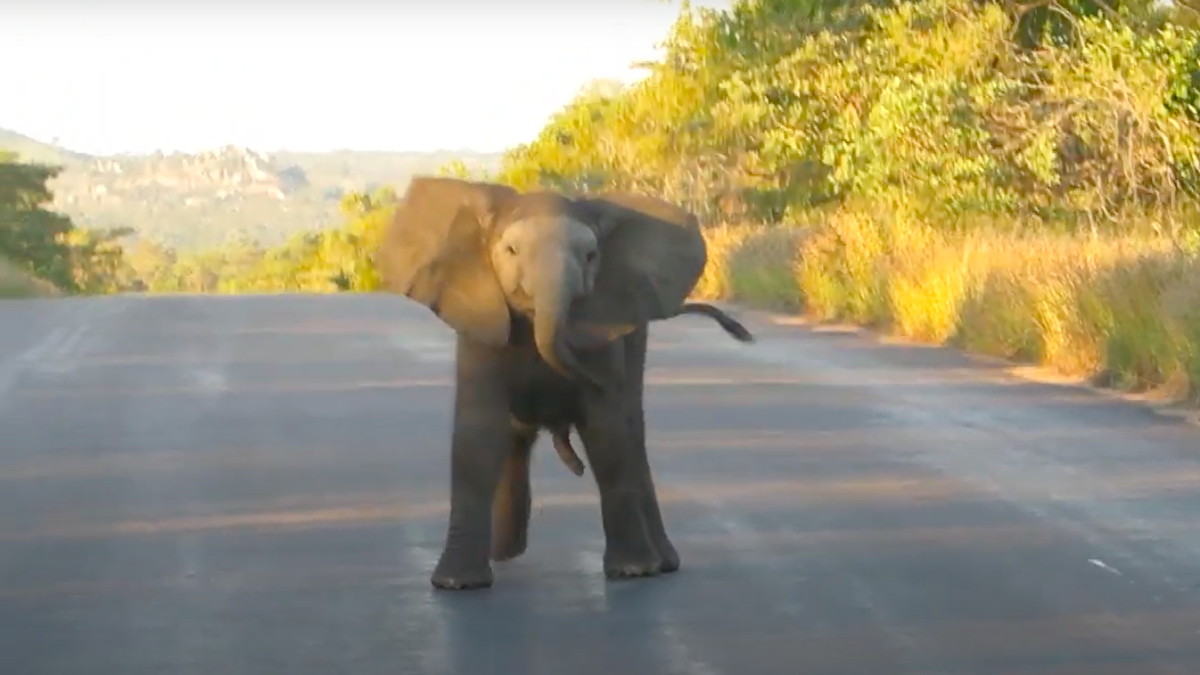  Un tierno bebé elefante baila para unos turistas en Sudáfrica