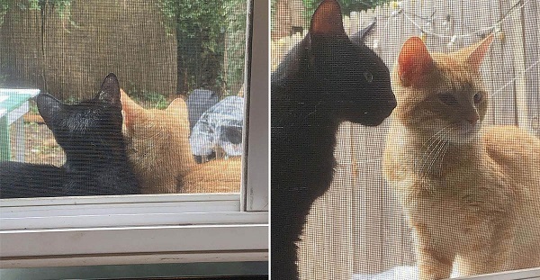  Tierna pareja de gatos pide que los dejen entrar a esta casa para tener a sus bebés