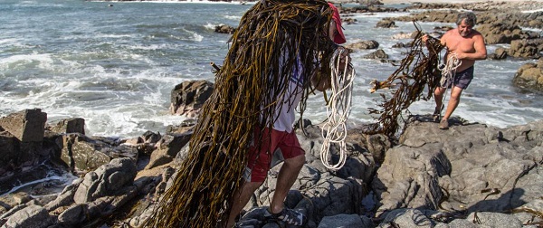  Subpesca permite barreteo de algas en región de Antofagasta y Oceana advierte los peligros de la medida