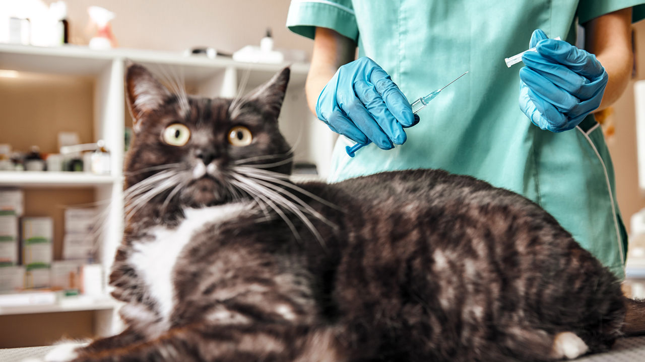  ¿Es urgente vacunar a las mascotas contra el COVID-19?
