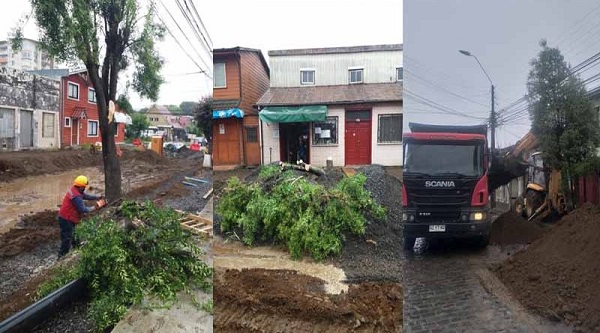  Declaran admisible recurso de protección para salvar árboles de calle Blanco en Temuco