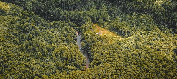  Bosques de Brasil dejan de absorber dióxido de carbono de la atmósfera