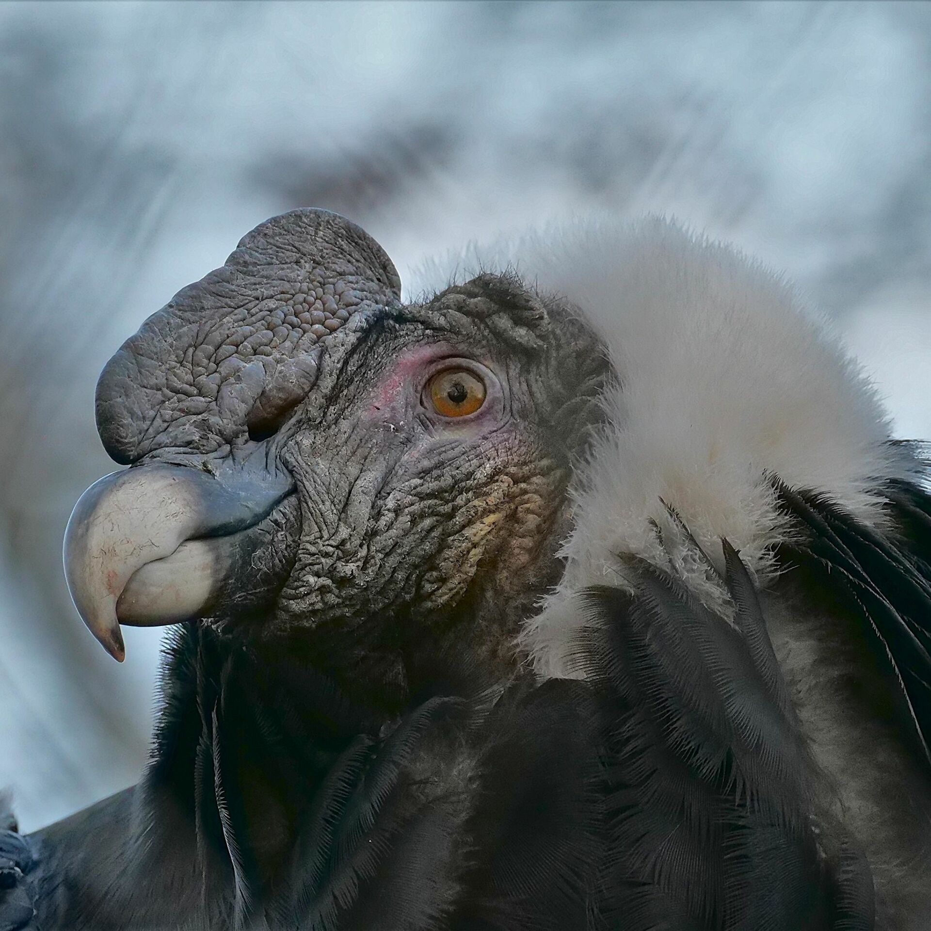 El cóndor muere: por qué está en peligro de extinción el símbolo nacional de Bolivia