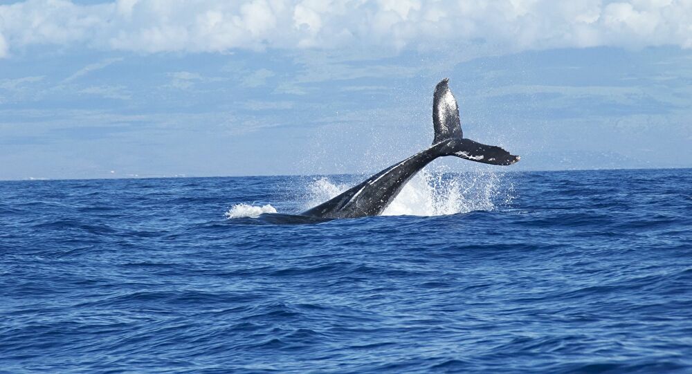  Científicos llaman a proteger a los cetáceos y regular la circulación de buques en las aguas de la Patagonia chilena