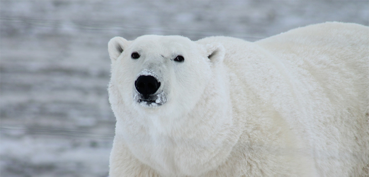  27 de febrero, día de los osos polares: un ícono de los impactos del cambio climático sobre el planeta 