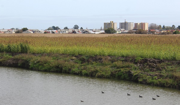  Fundación Síntesis advierte que superficie de humedales disminuyó un 14% en los últimos 12 años en Concepción