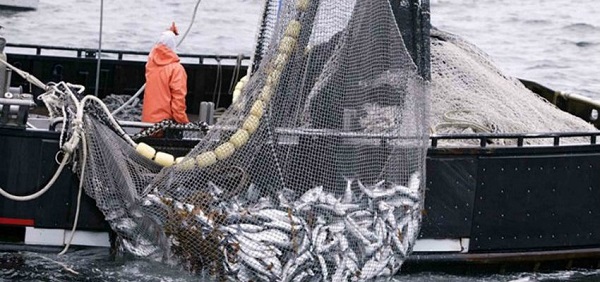  Proyecto de Ley: Restringen pesca de arrastre de la merluza sólo a polígonos históricos