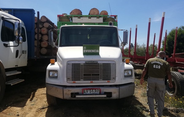  Carabineros incauta 3 camiones con madera robada en la sureña comuna de Los Álamos