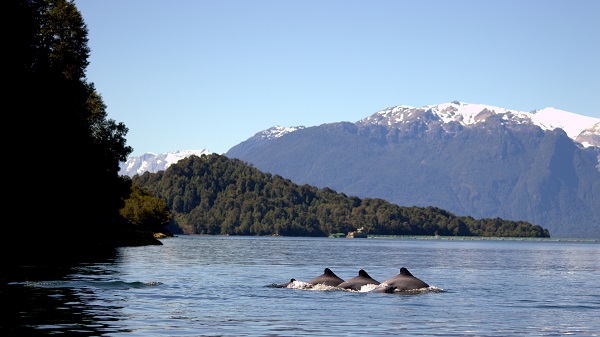  Estudio pionero estima las amenazas y el estado de salud del delfín chileno en la Patagonia Norte