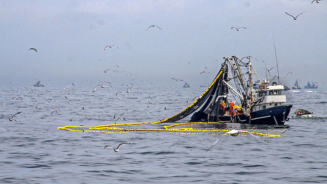  Oceana publica estudio que analiza riesgos de actividad ilegal en el manejo industrial de sardina y anchoveta