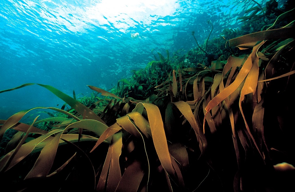 “Plan para un Planeta Vivo” de WWF destaca la necesidad urgente de estrategias integradas para hacer frente a las crisis oceánica y climática