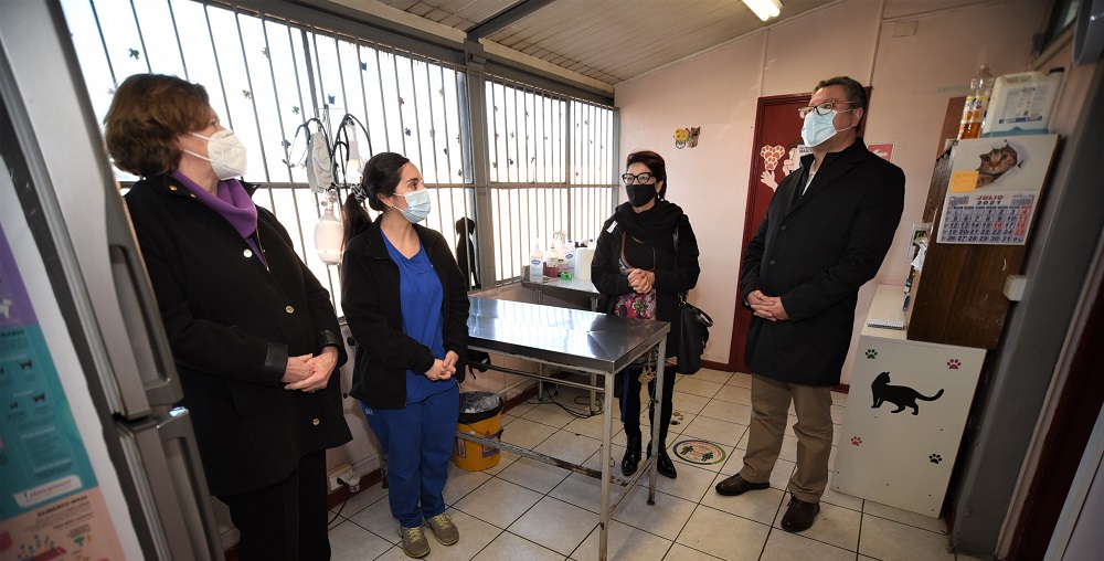 Temuco tendrá el primer laboratorio clínico para mascotas en el país y veterinaria móvil de urgencia
