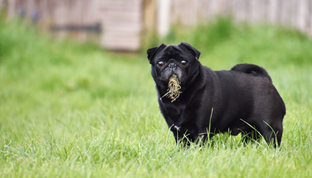 ¿Por qué los perros comen hierba?