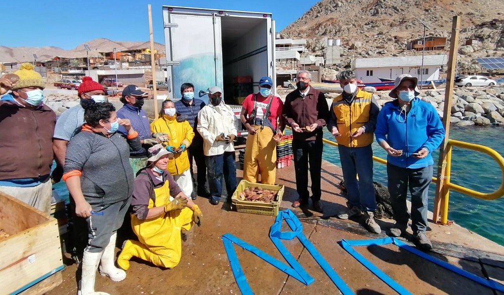 Pescadores de Cifuncho celebran venta de su primera cosecha de ostiones y ostras
