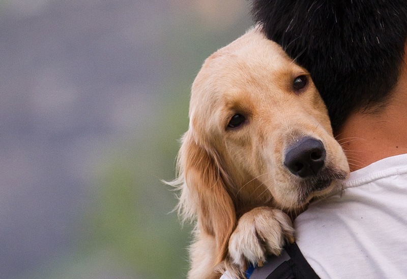 ¿Cómo calcular la edad de mi mascota en años humanos?