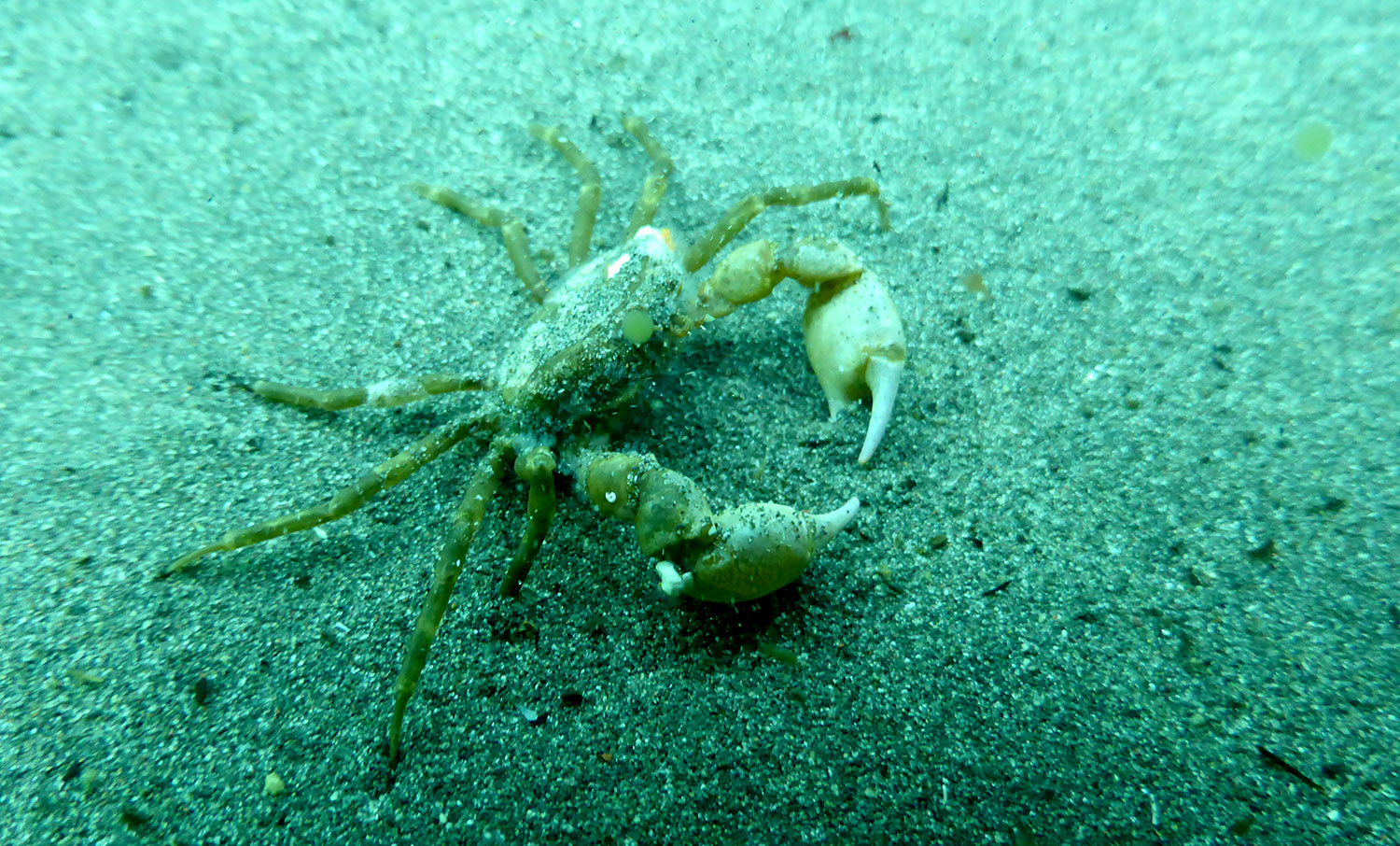 Impacto del cambio climático en la biodiversidad | Enigmático cangrejo hallado en la Antártica: ¿una nueva especie invasora en el Continente Blanco?