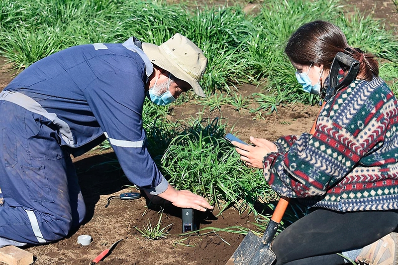 Nueva tecnología ofrece disminuir costos, aumentar productividad y reducir huella de carbono de agricultores