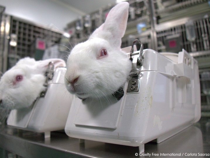 Cámara de Diputados aprueba iniciativa para prohibir la experimentación cosmética en animales