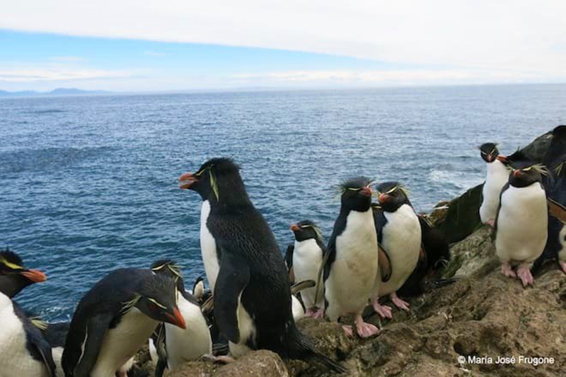 Físicamente parecidos, genéticamente muy diferentes: Nueva investigación reafirma la existencia de tres especies distintas de pingüinos de penacho amarillo