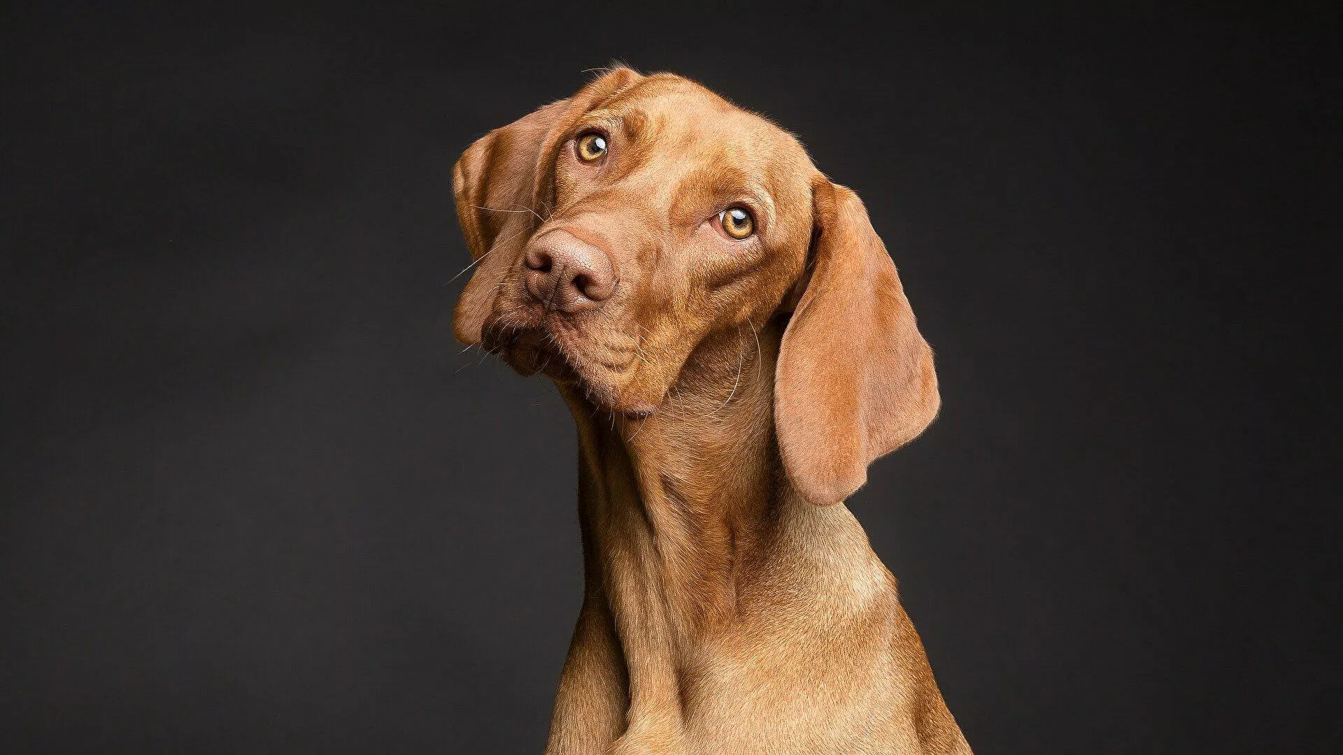 Un estudio revela que los perros son capaces de diferenciar los idiomas humanos