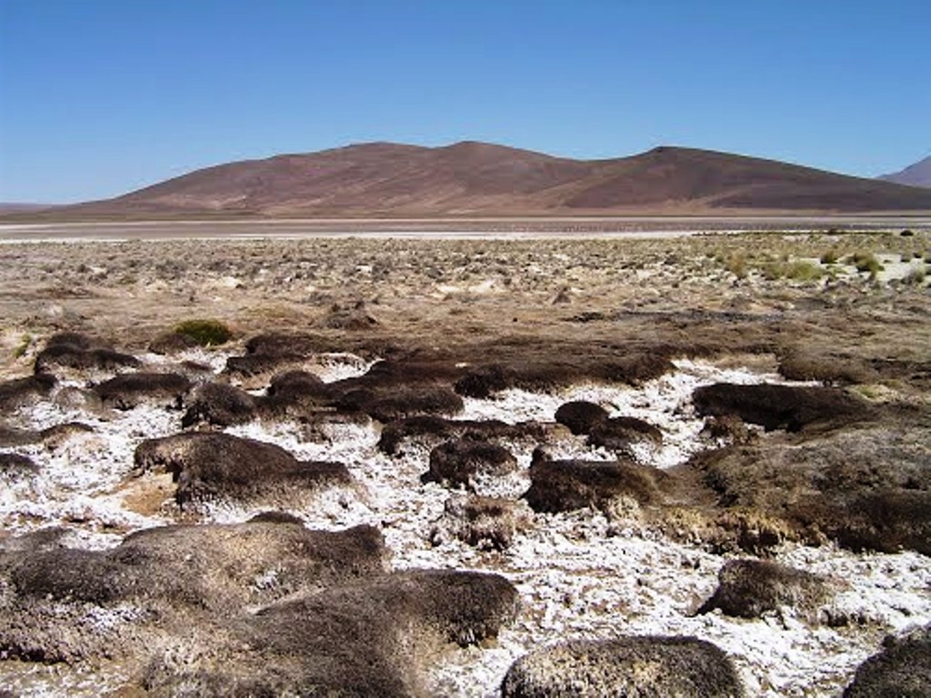  Primer Tribunal Ambiental mantiene medida cautelar que impide a Minera Cerro Colorado la extracción de agua del acuífero Lagunillas