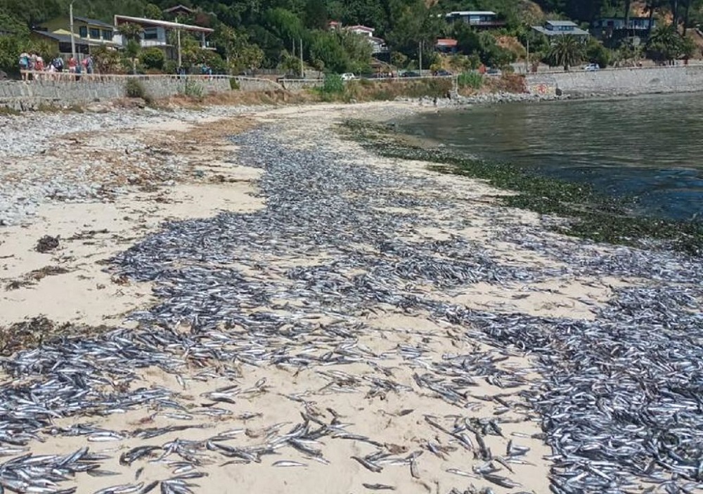  ¿Qué causó la varazón de miles de ejemplares de sardina, pejerrey y anchoveta en la playa de Coliumo en el Biobío?