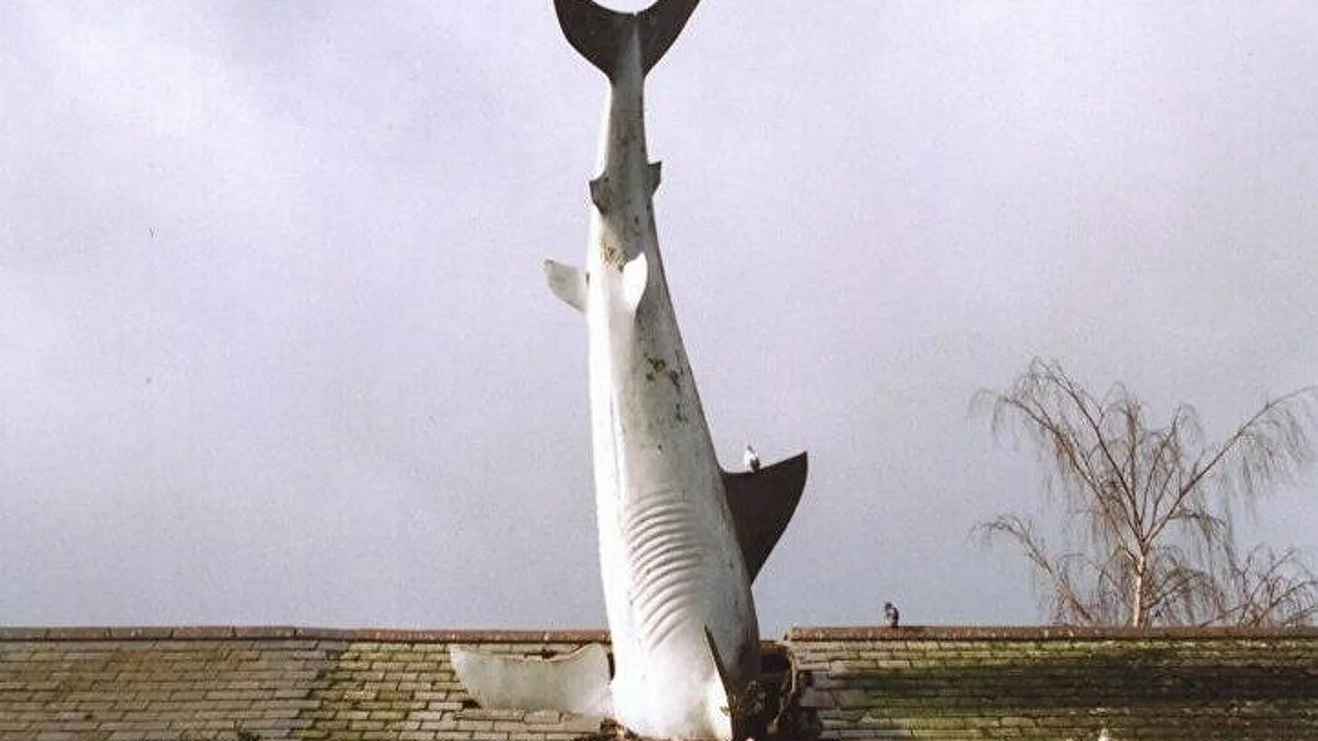  Un tiburón estrellado en contra de los bombardeos de EEUU | Fotos