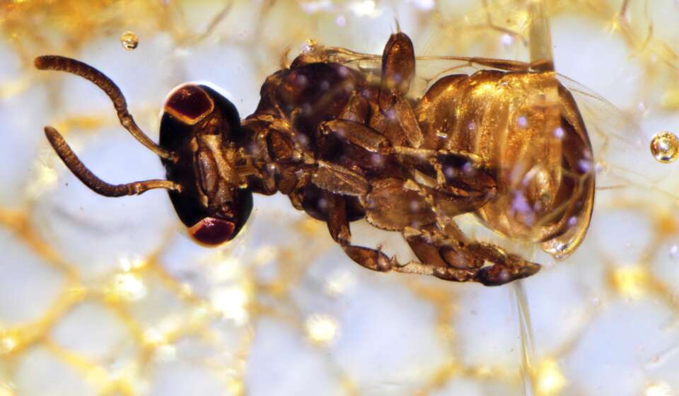  Hallan dos nuevas especies de abejas sin aguijón extinguidas antes de ser descubiertas