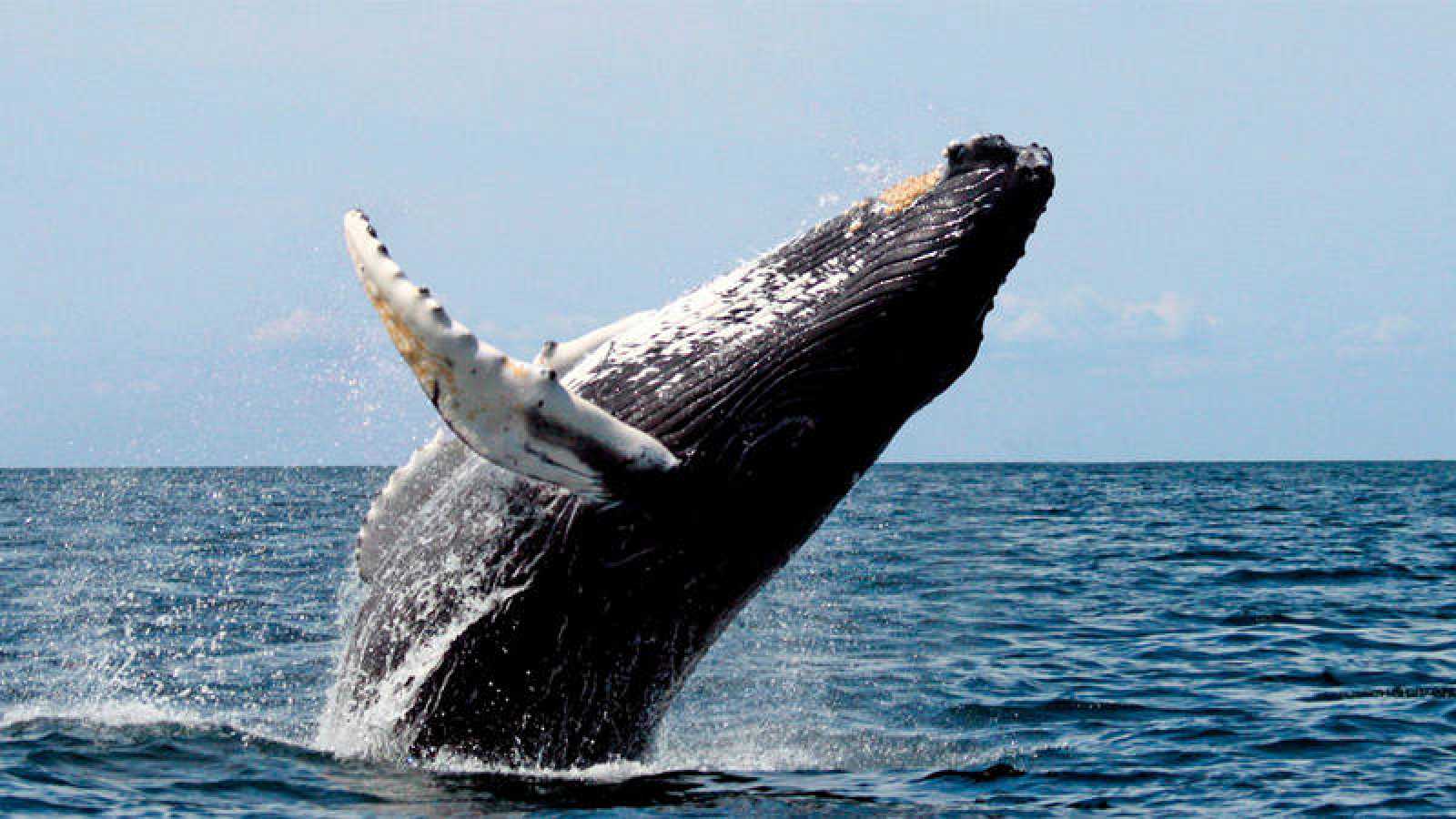 Histórico: Islandia pone fin a la caza de ballenas desde 2024 y no por razones ambientalistas